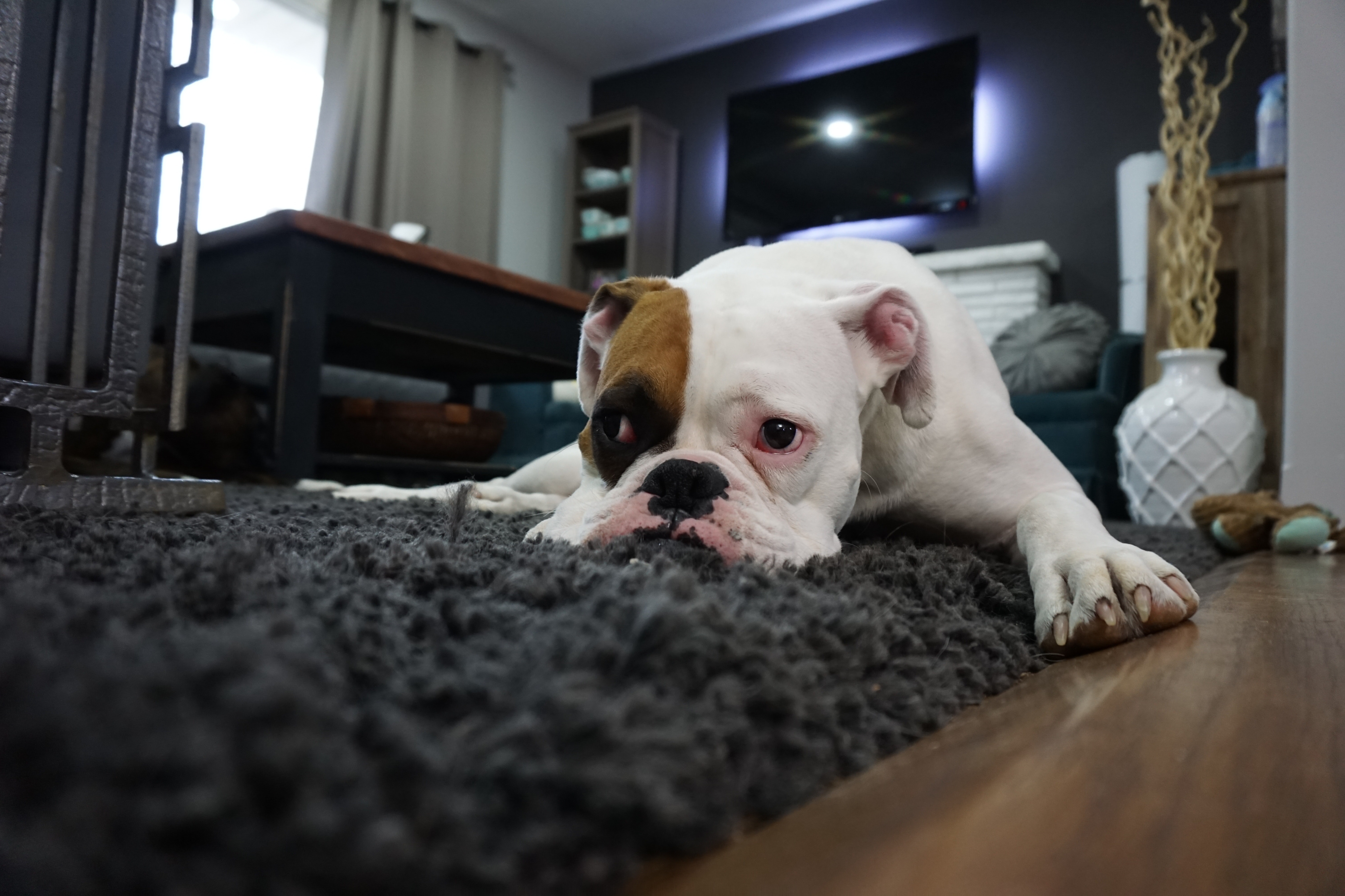 Types of Carpet Stains and How to Clean Them!